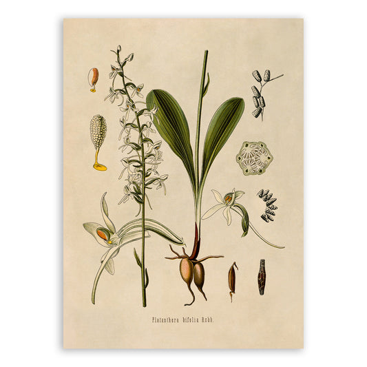 Lesser Butterfly Orchid Plant Botanical Illustration Print, MOBO187