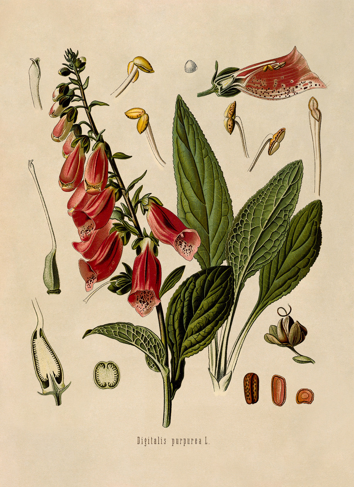 Fox Glove Poison Plant Botanical Illustration Print, MOBO188