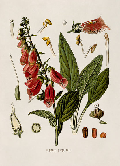 Fox Glove Poison Plant Botanical Illustration Print, MOBO188