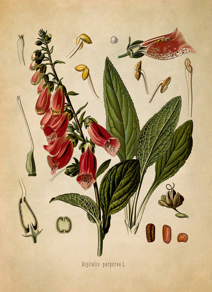 Fox Glove Poison Plant Botanical Illustration Print, MOBO188