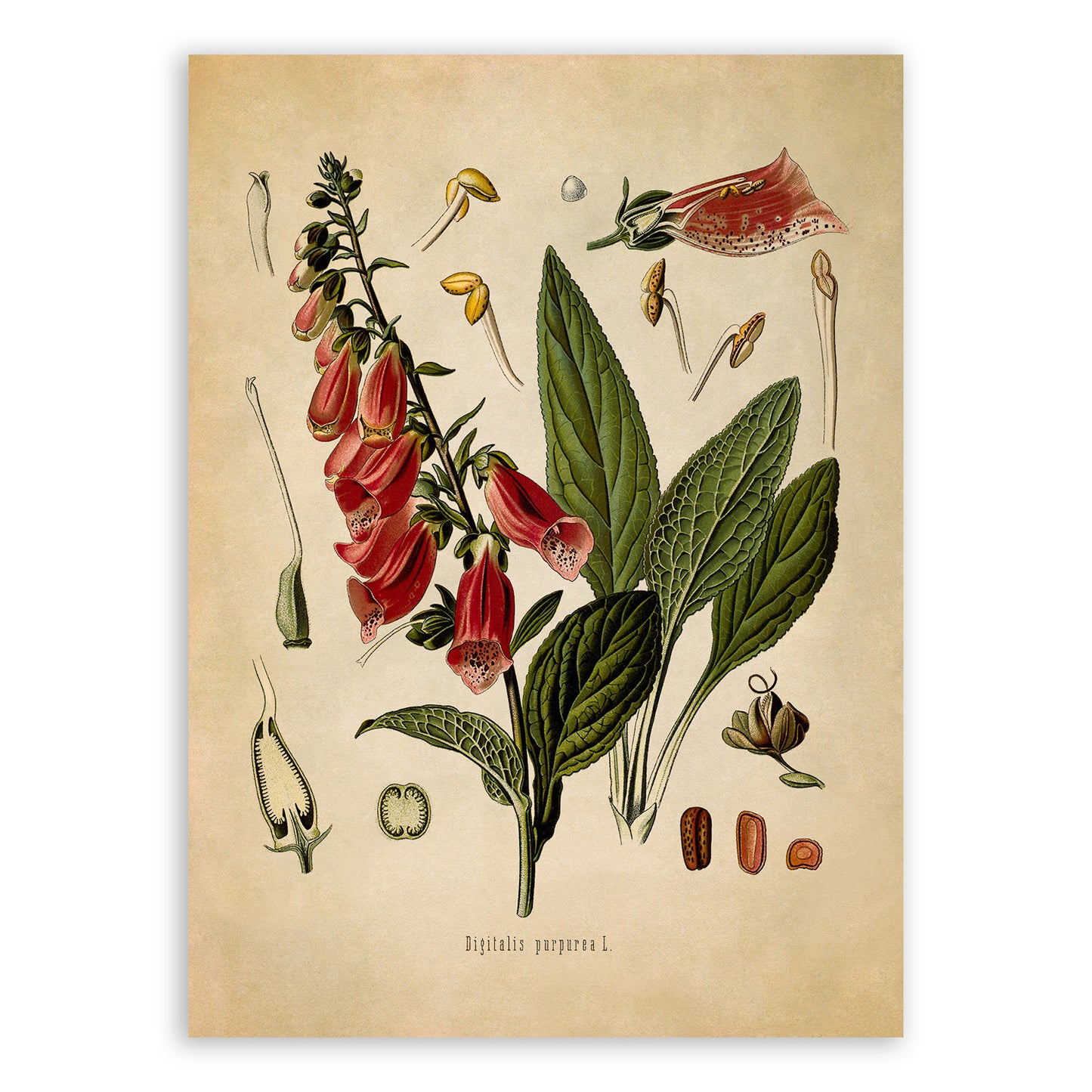 Fox Glove Poison Plant Botanical Illustration Print, MOBO188