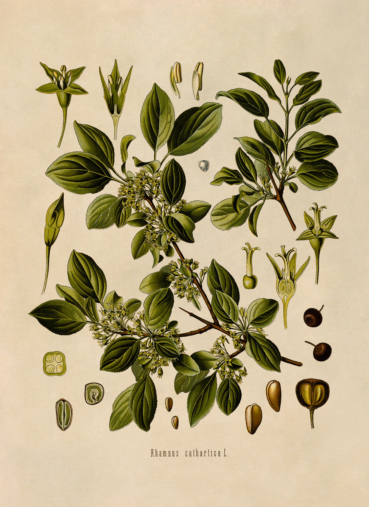 Buckthorn Tree Botanical Illustration Print, MOBO189