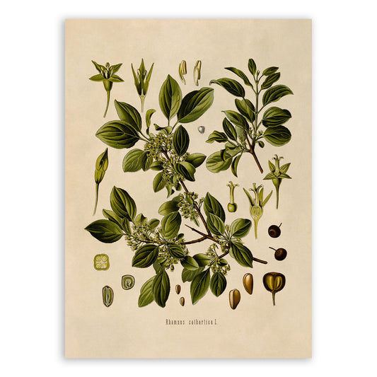 Buckthorn Tree Botanical Illustration Print, MOBO189