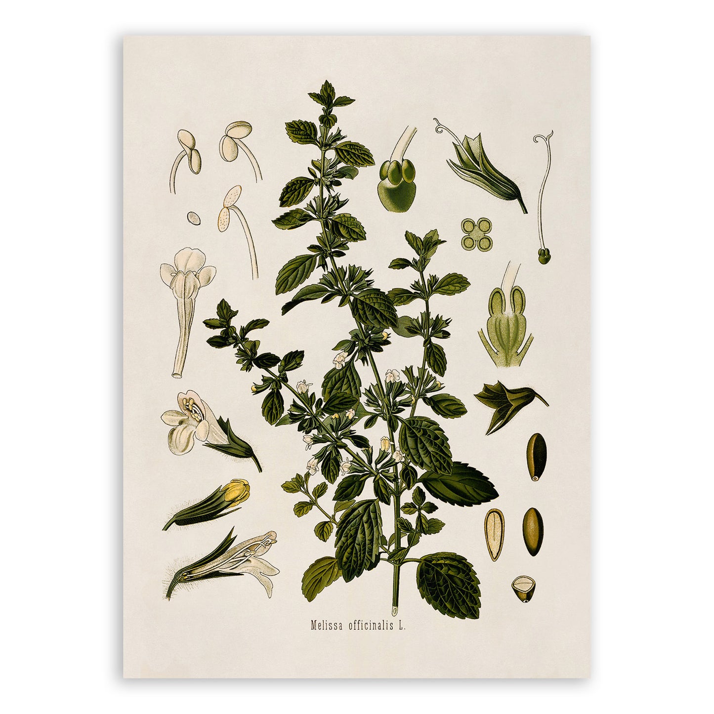 Lemon Balm Herb Botanical Illustration Print, MOBO190