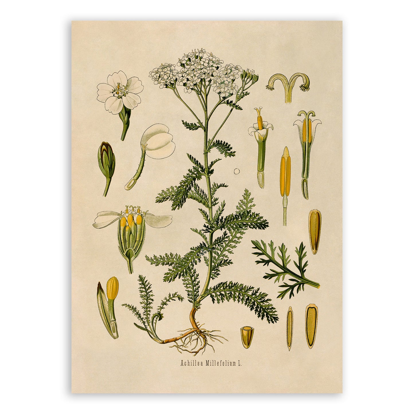 Yarrow Plant Botanical Illustration Print, MOBO191