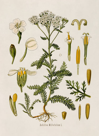 Yarrow Plant Botanical Illustration Print, MOBO191