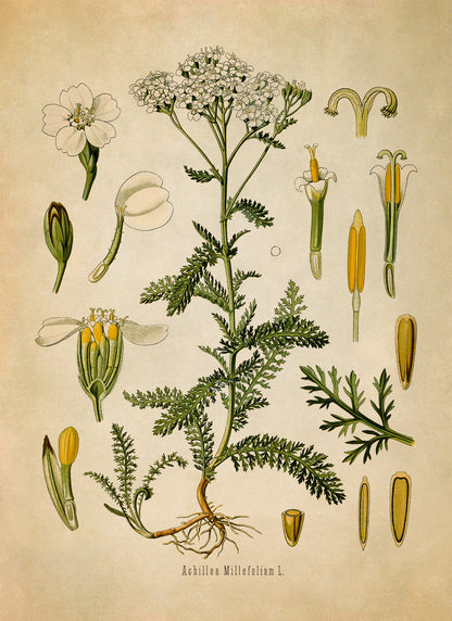 Yarrow Plant Botanical Illustration Print, MOBO191