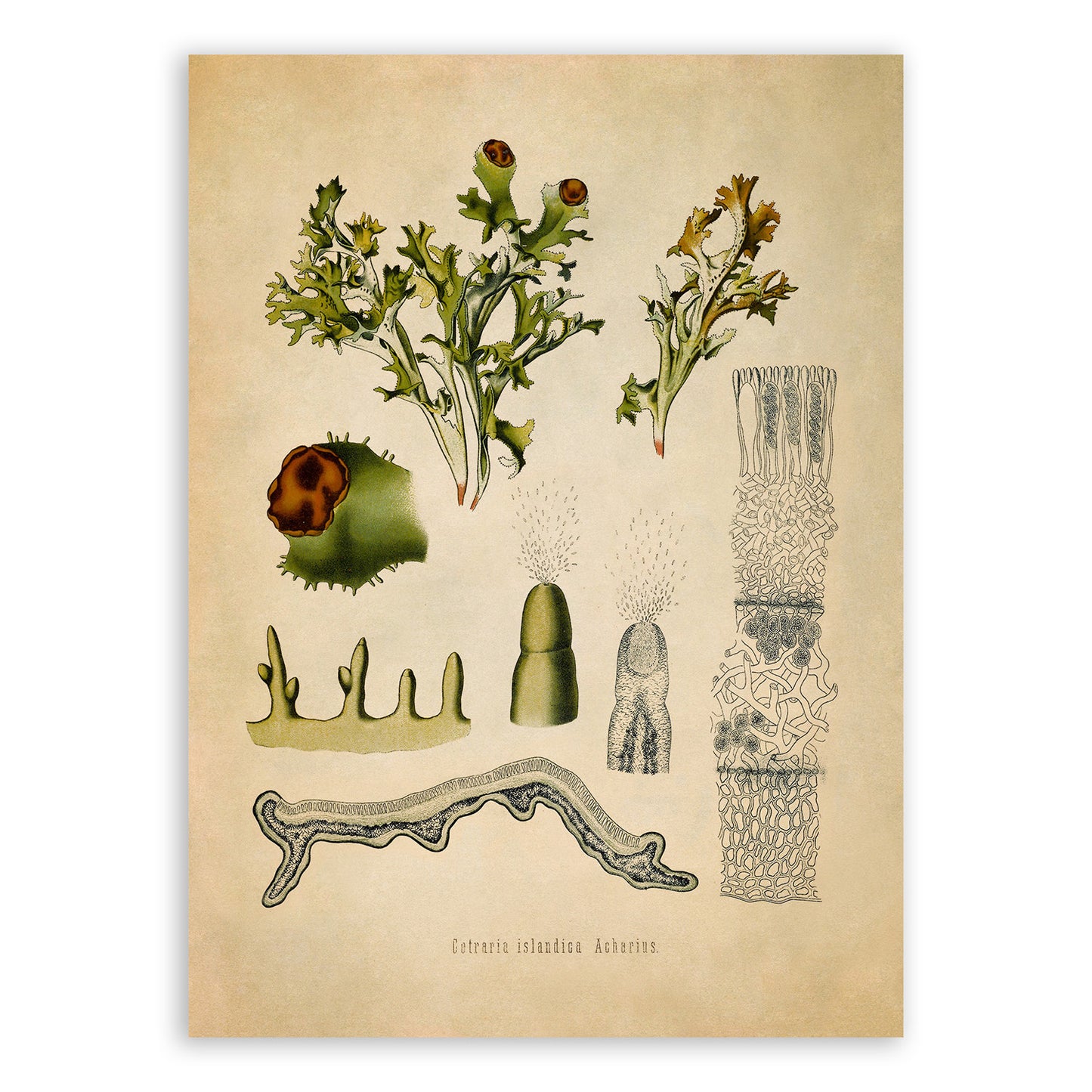 Iceland Moss Plant Botanical Illustration Print, MOBO192