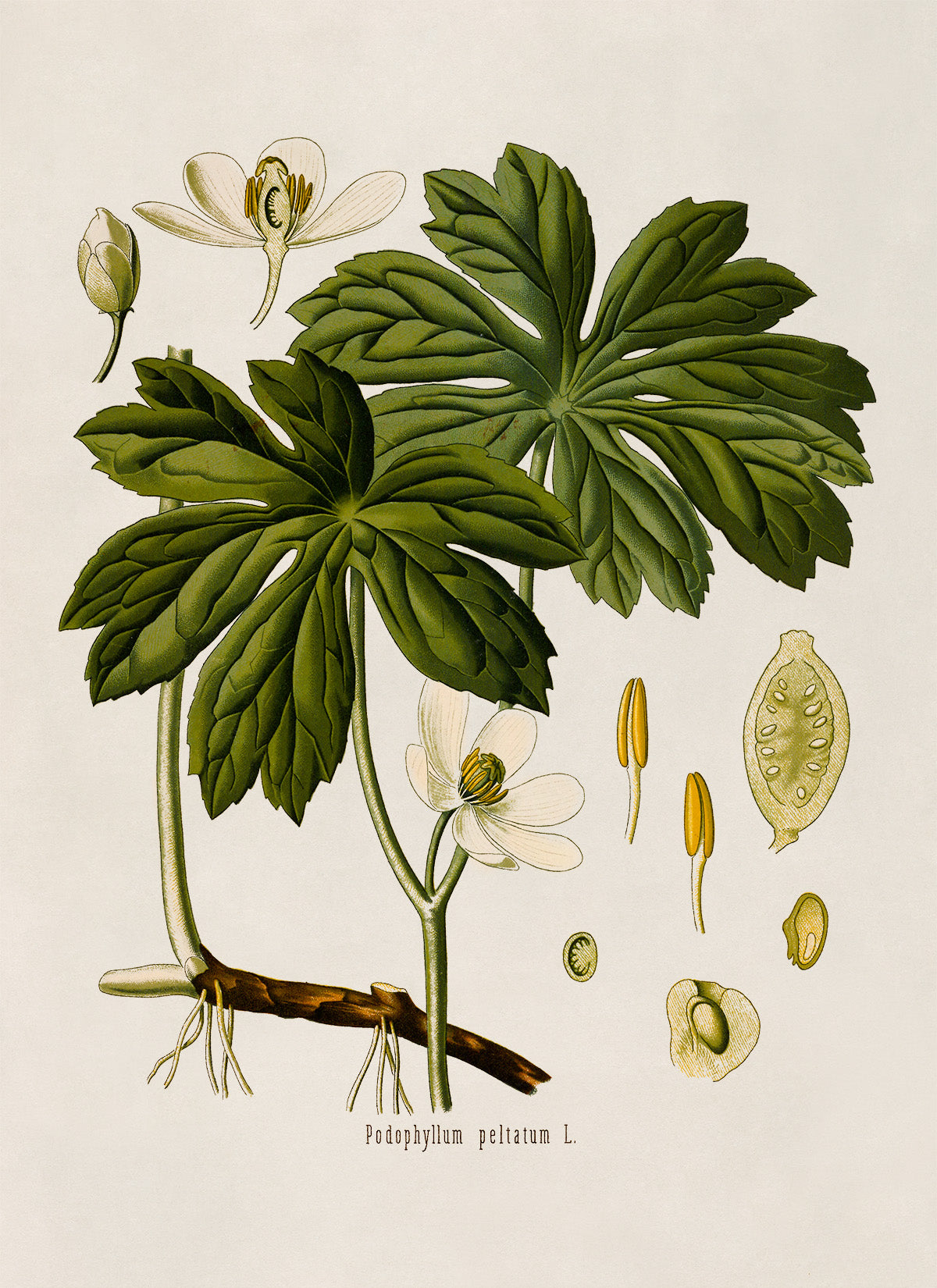 Mayapple Plant Botanical Illustration Print, MOBO193