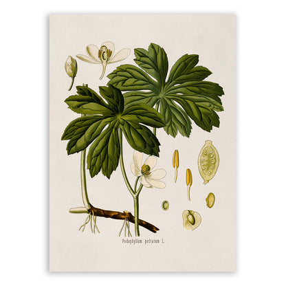 Mayapple Plant Botanical Illustration Print, MOBO193