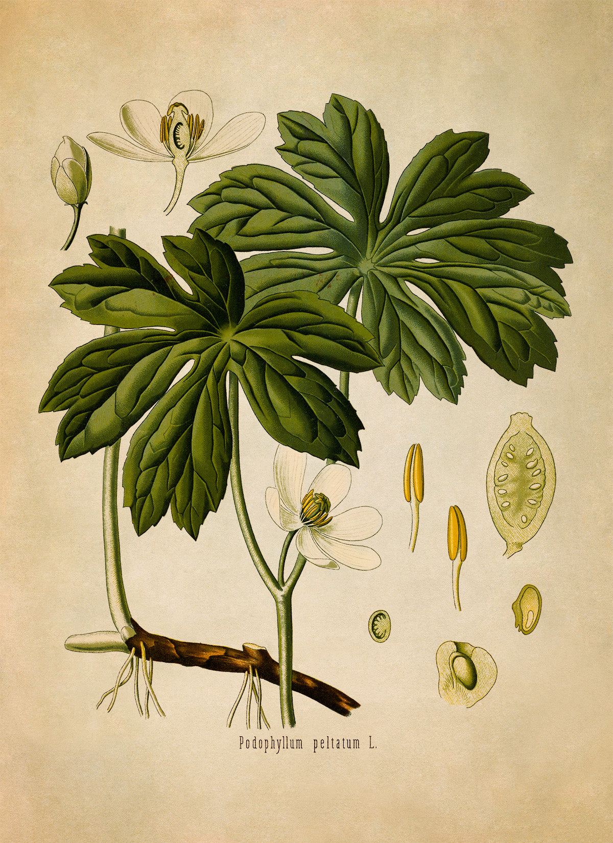 Mayapple Plant Botanical Illustration Print, MOBO193