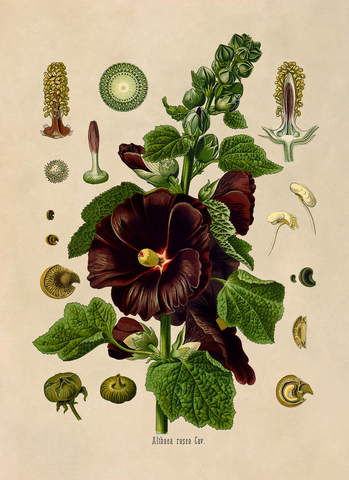 Hollyhock Plant Botanical Illustration Print, MOBO194