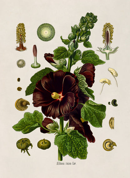 Hollyhock Plant Botanical Illustration Print, MOBO194