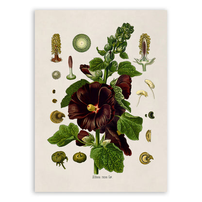 Hollyhock Plant Botanical Illustration Print, MOBO194