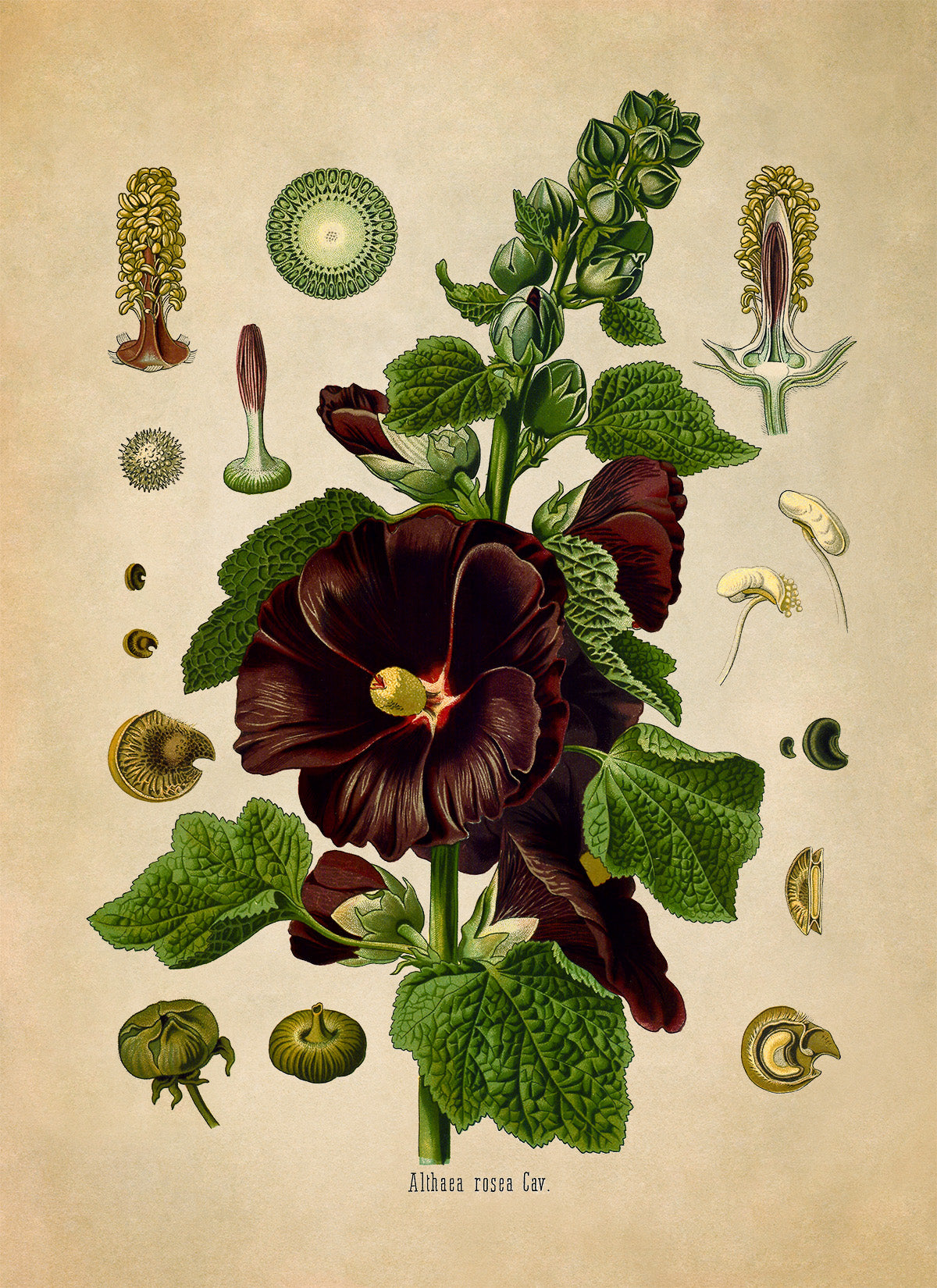 Hollyhock Plant Botanical Illustration Print, MOBO194