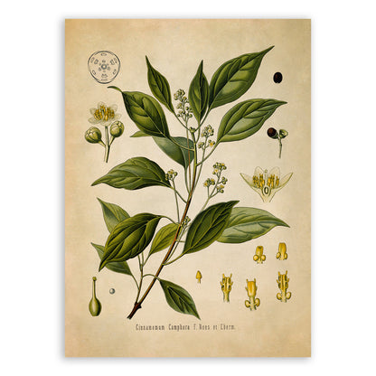 Camphor Tree Botanical Illustration Print, MOBO195