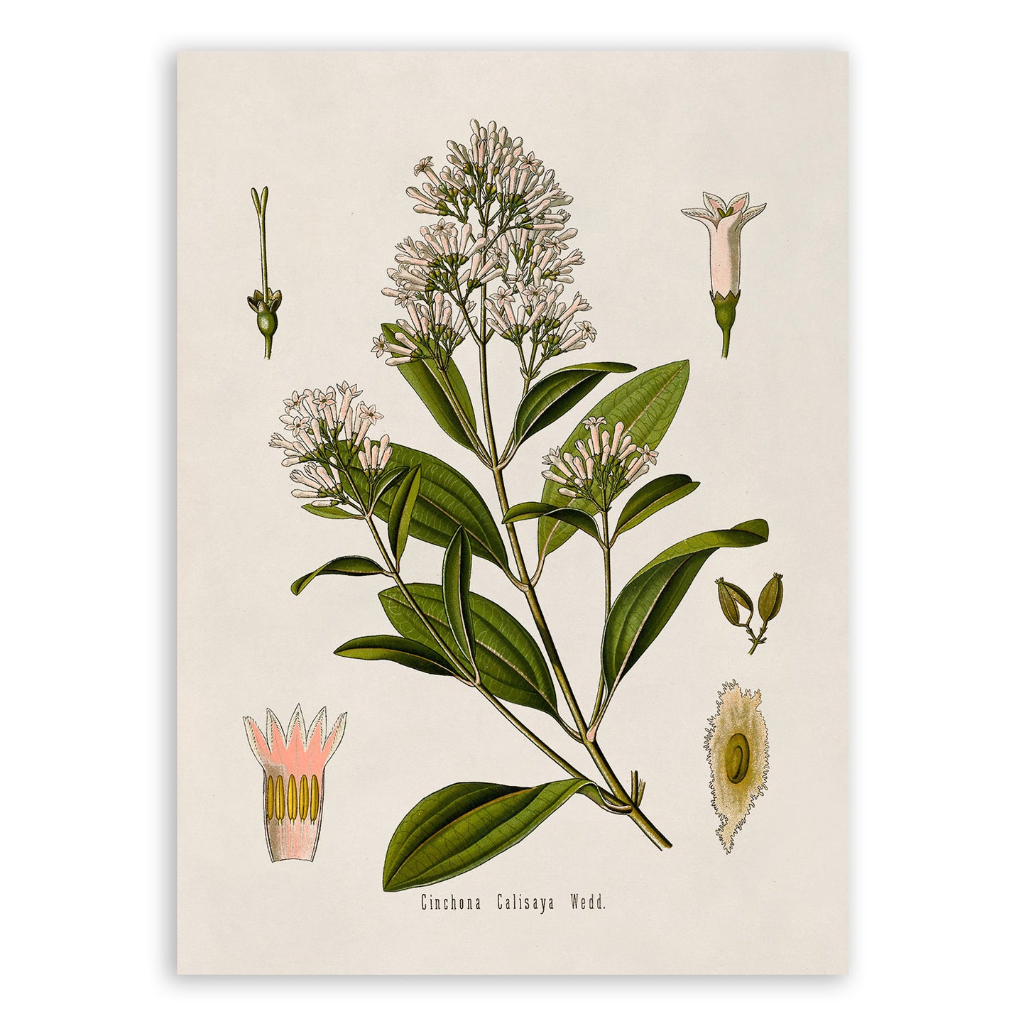 Cinchona Calisaya Tree Botanical Illustration Print, MOBO196