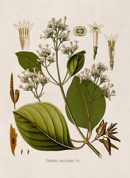 Cinchona Tree Botanical Illustration Print, MOBO197