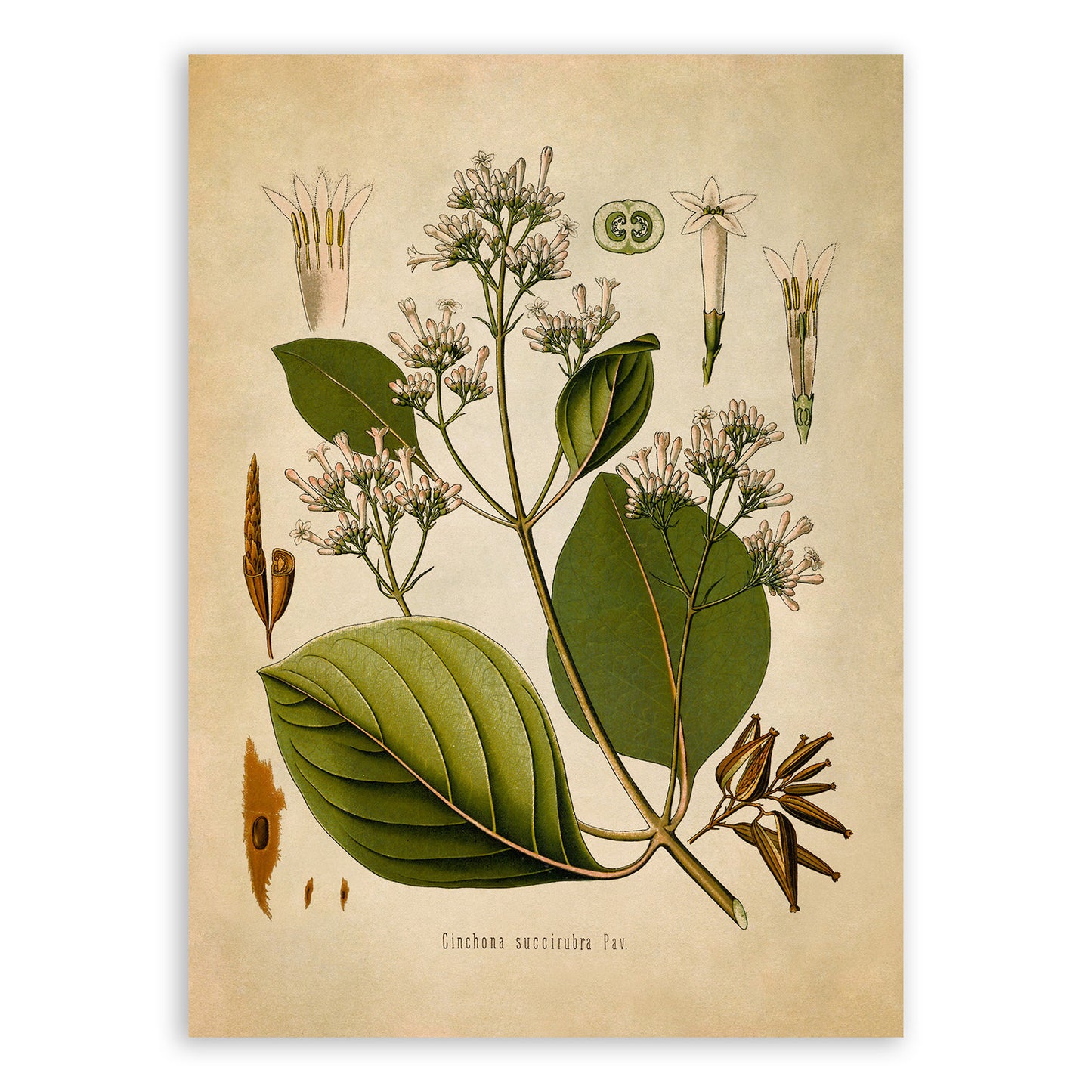 Cinchona Tree Botanical Illustration Print, MOBO197