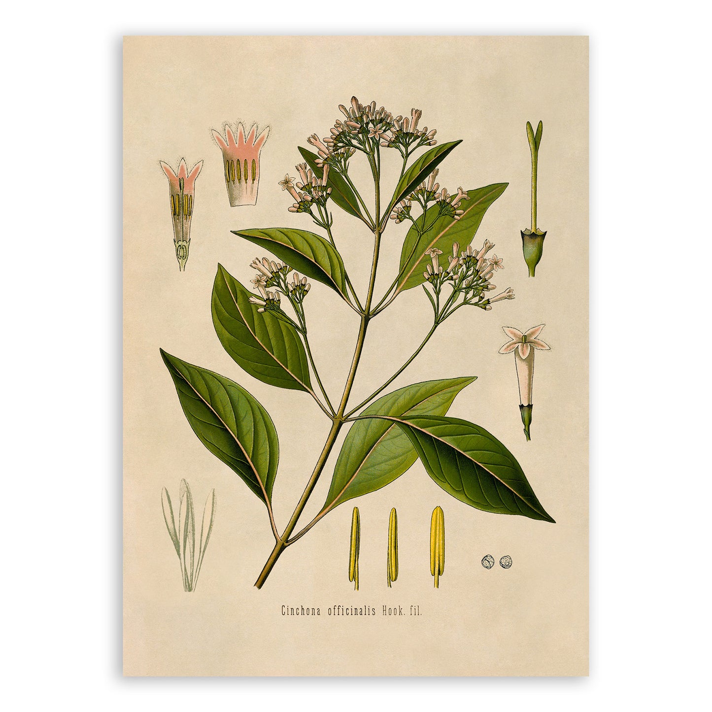 Cinchona Tree Botanical Illustration Print, MOBO198