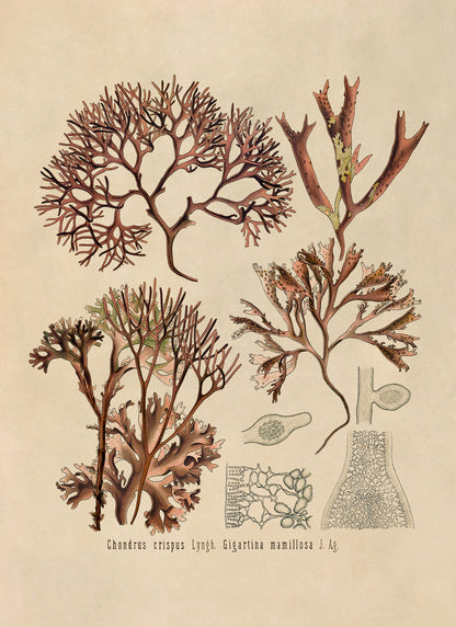 Red Algae Botanical Illustration Print, MOBO199