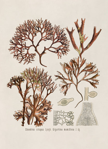 Red Algae Botanical Illustration Print, MOBO199