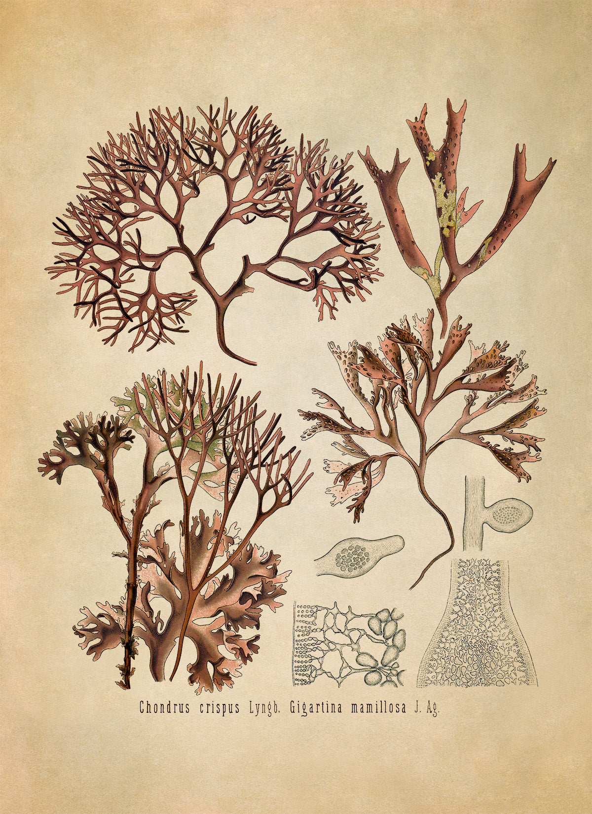 Red Algae Botanical Illustration Print, MOBO199