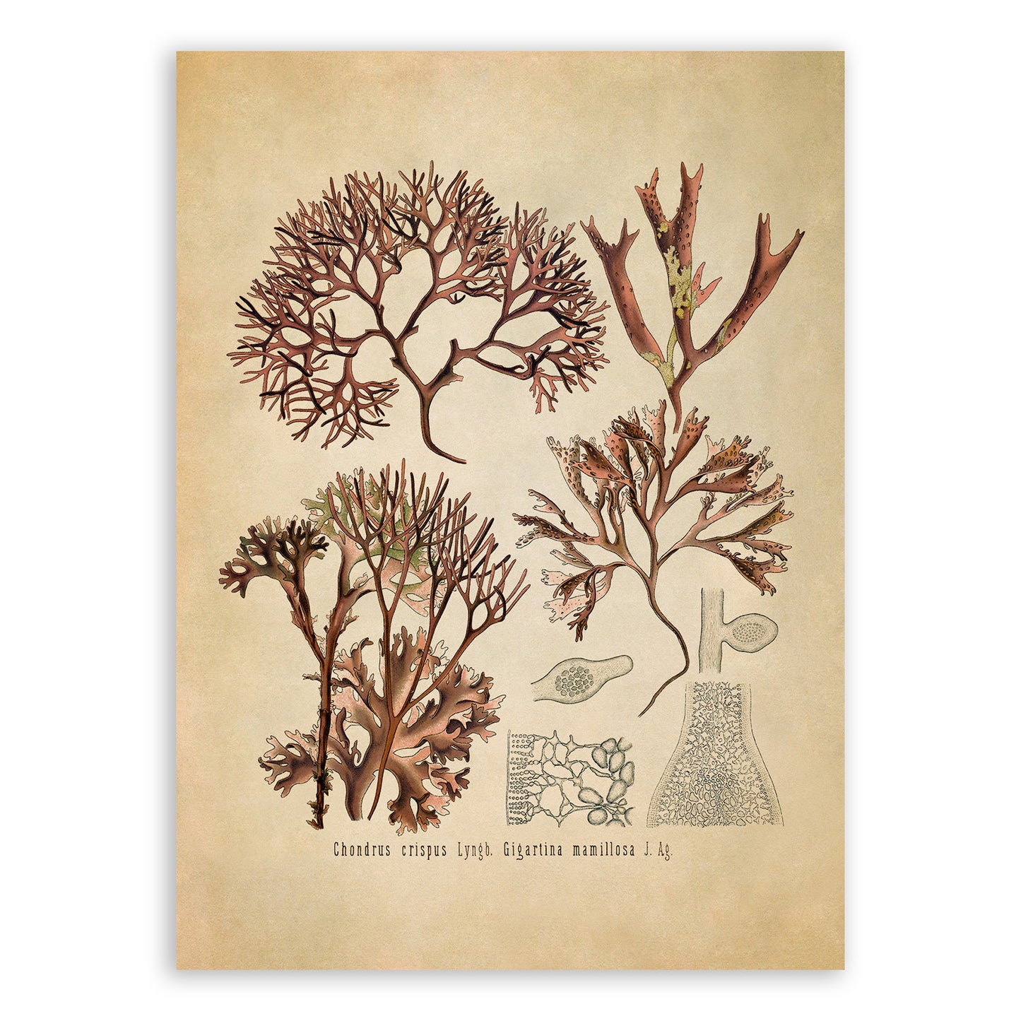 Red Algae Botanical Illustration Print, MOBO199