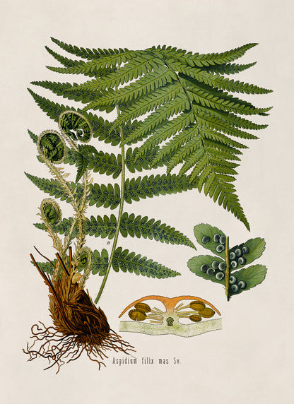 Fern Plant Botanical Illustration Print, MOBO200