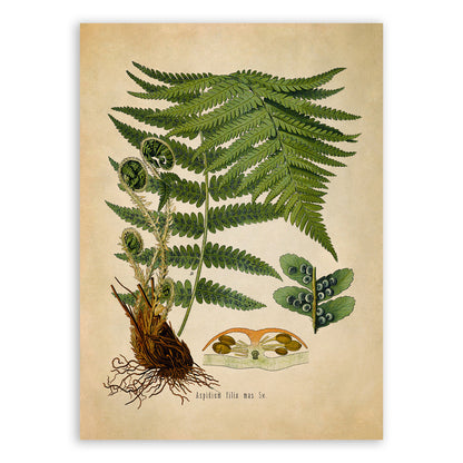 Fern Plant Botanical Illustration Print, MOBO200