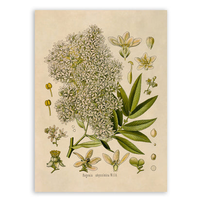 African Redwood Plant Botanical Illustration Print, MOBO201