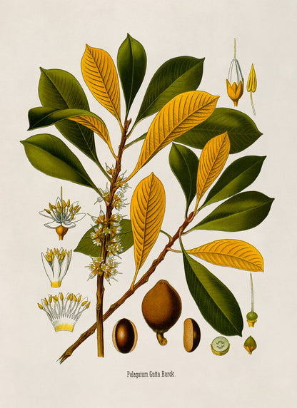 Palaquium Gutta Tree Botanical Illustration Print, MOBO202