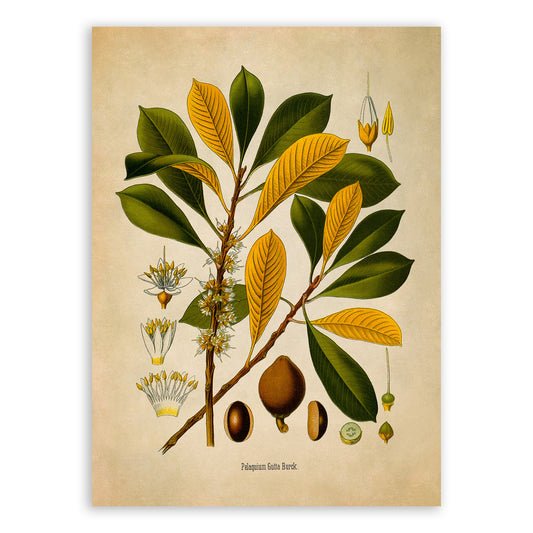 Palaquium Gutta Tree Botanical Illustration Print, MOBO202