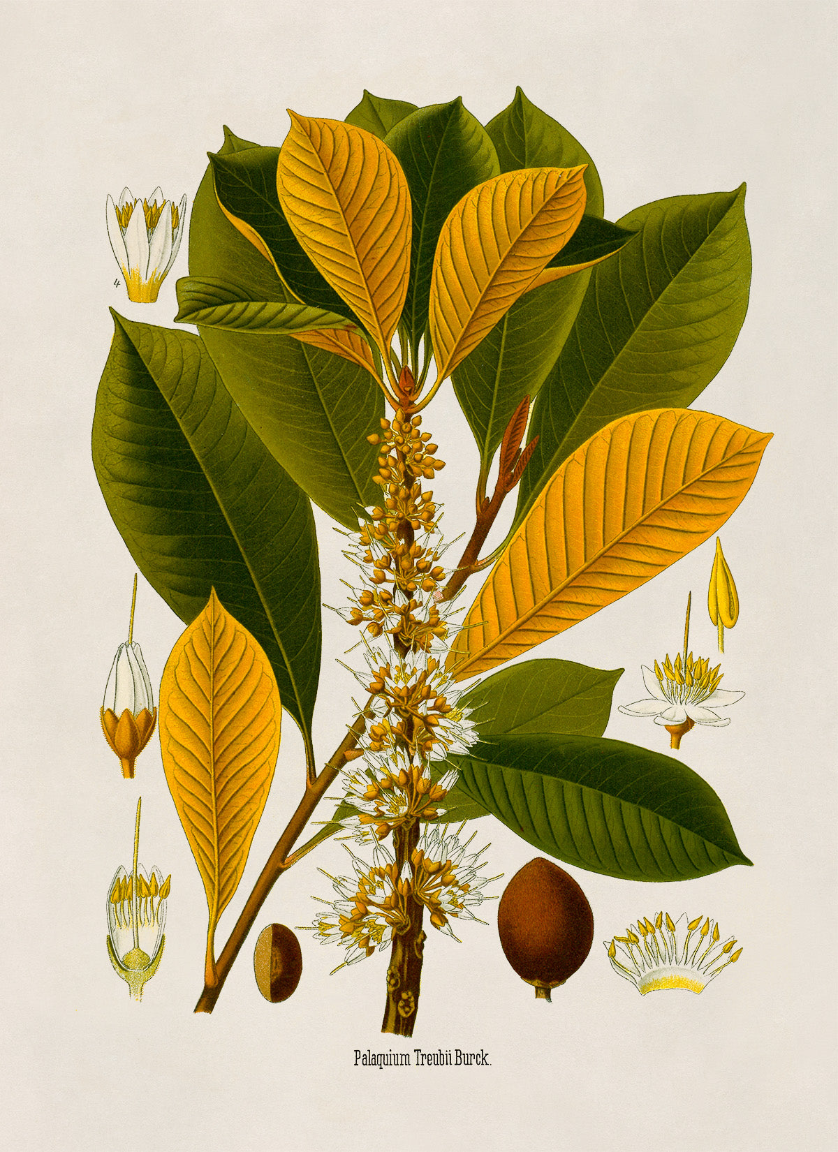 Palaquium Treubii Tree Botanical Illustration Print, MOBO203