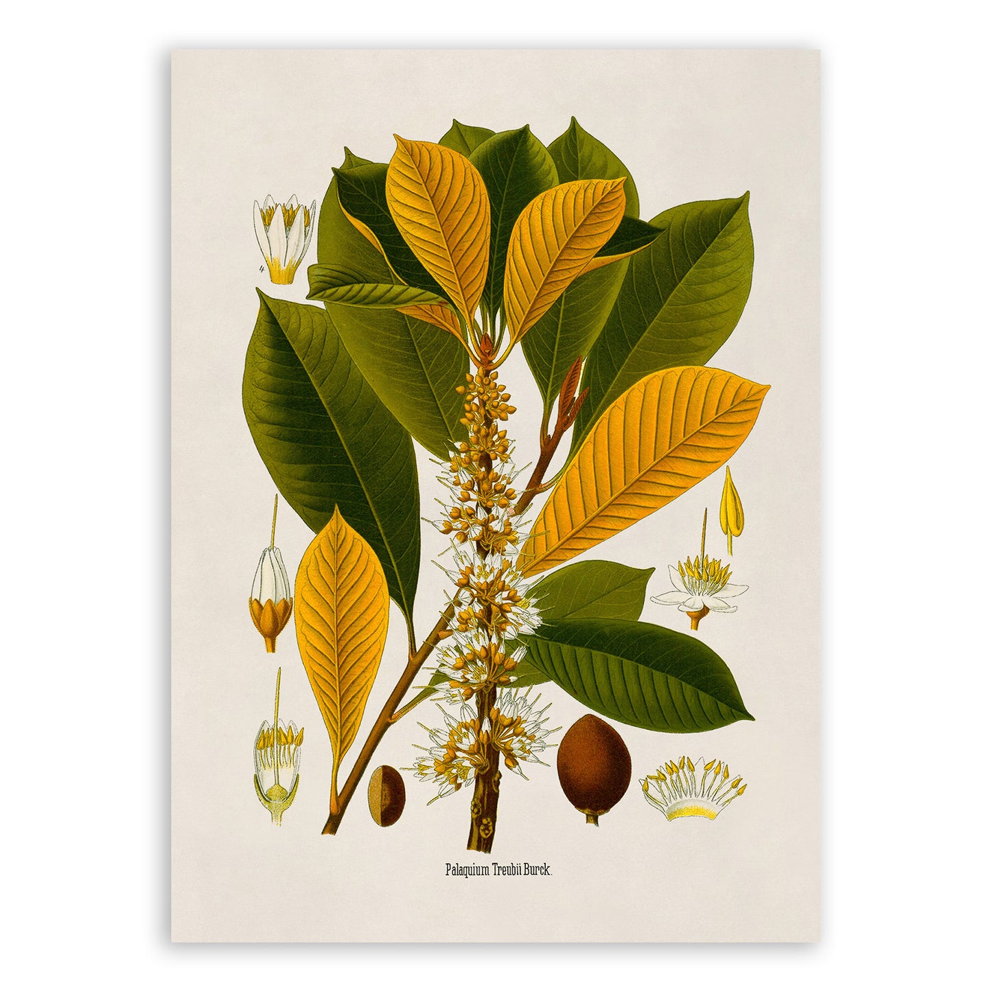 Palaquium Treubii Tree Botanical Illustration Print, MOBO203