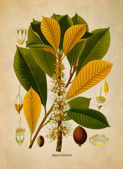 Palaquium Treubii Tree Botanical Illustration Print, MOBO203