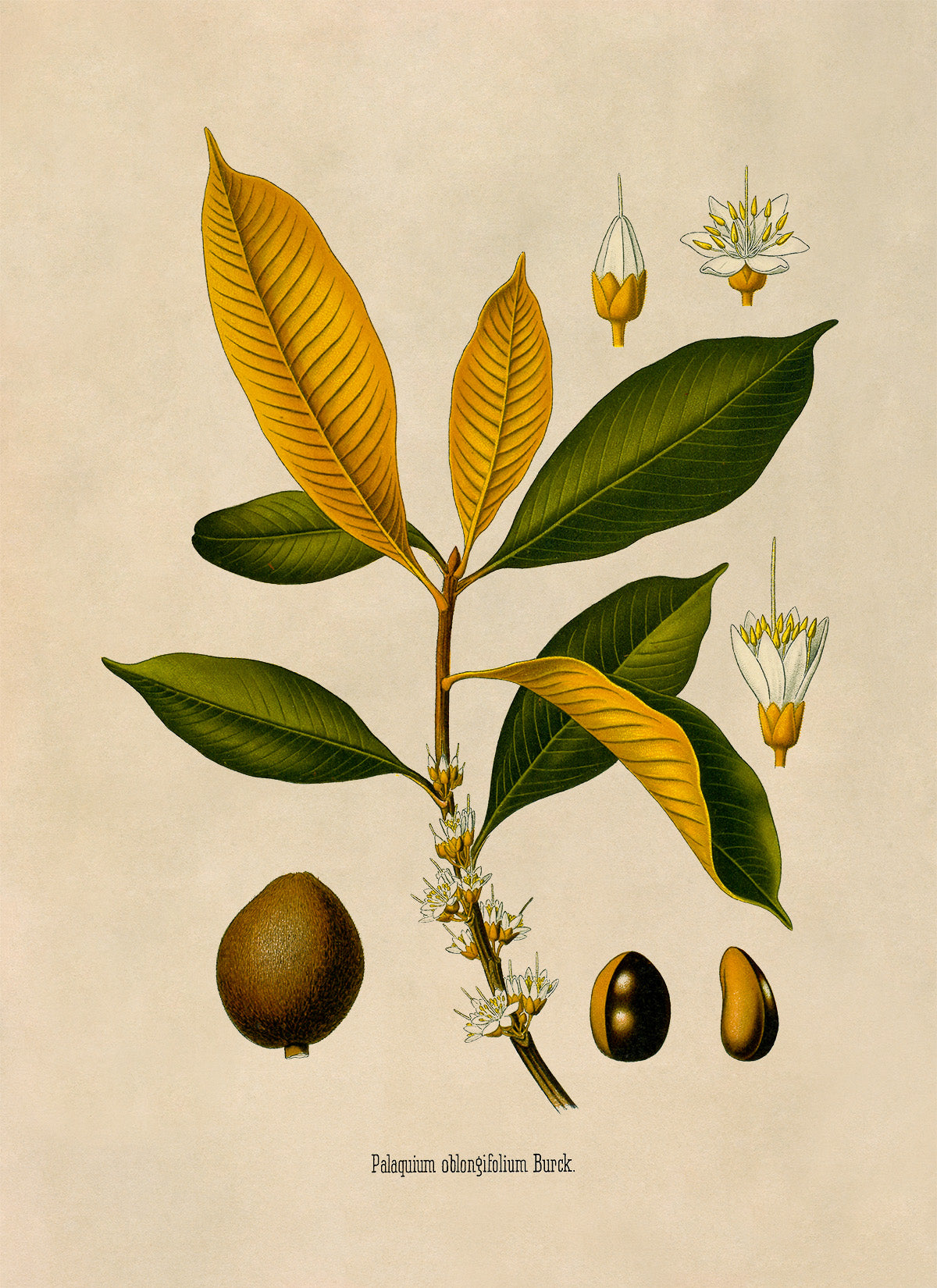 Palaquium Oblongifolia Tree Botanical Illustration Print, MOBO204