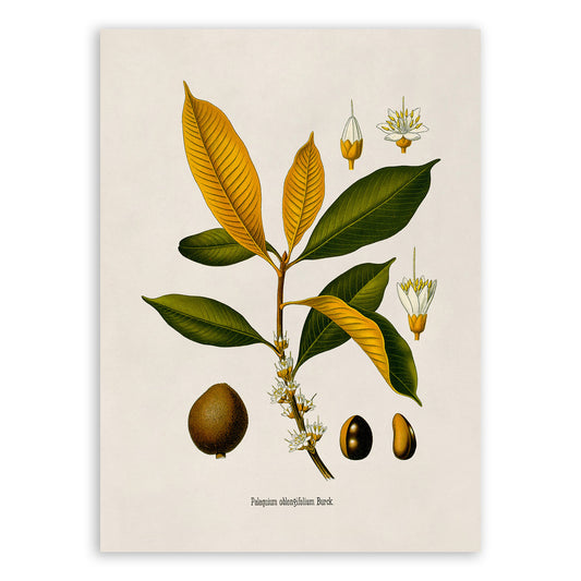 Palaquium Oblongifolia Tree Botanical Illustration Print, MOBO204