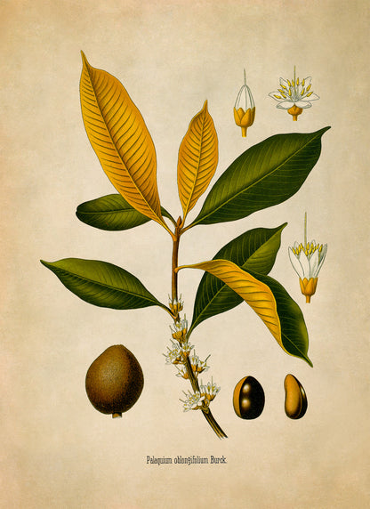 Palaquium Oblongifolia Tree Botanical Illustration Print, MOBO204