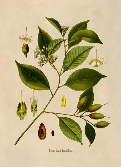 Payena Leerii Tree Botanical Illustration Print, MOBO205