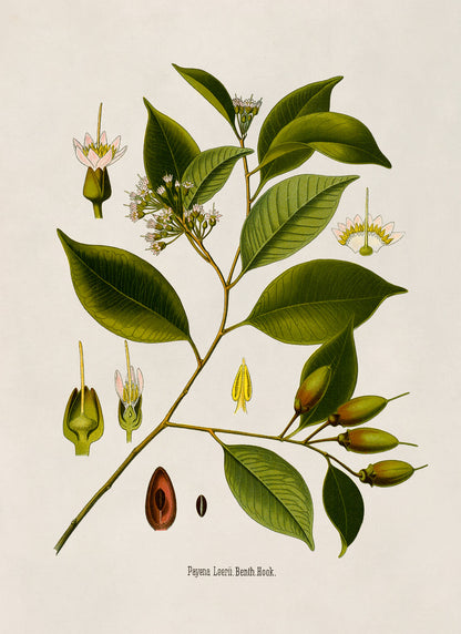 Payena Leerii Tree Botanical Illustration Print, MOBO205