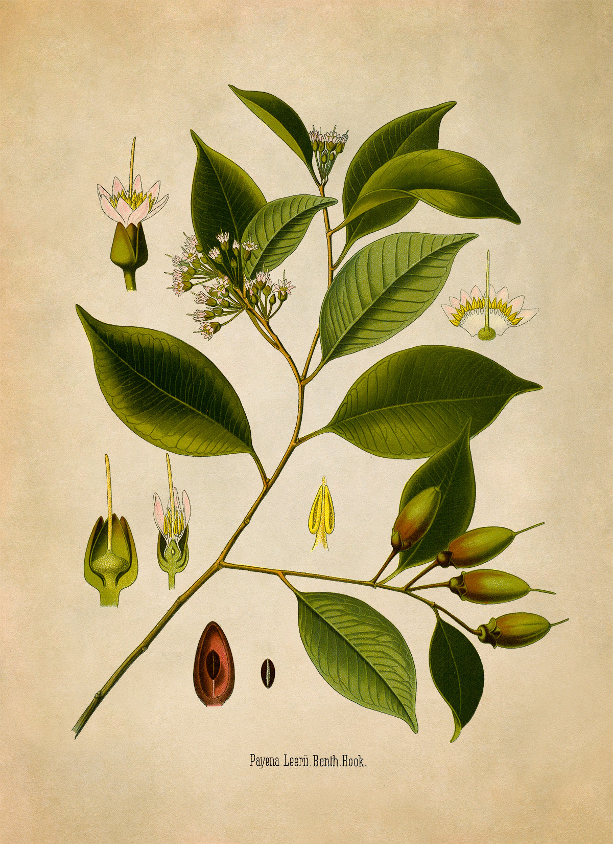 Payena Leerii Tree Botanical Illustration Print, MOBO205