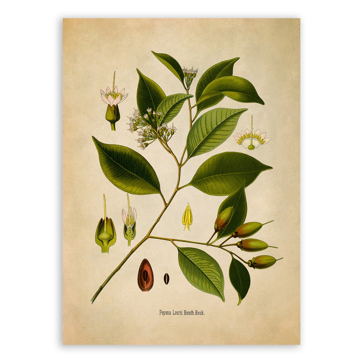 Payena Leerii Tree Botanical Illustration Print, MOBO205