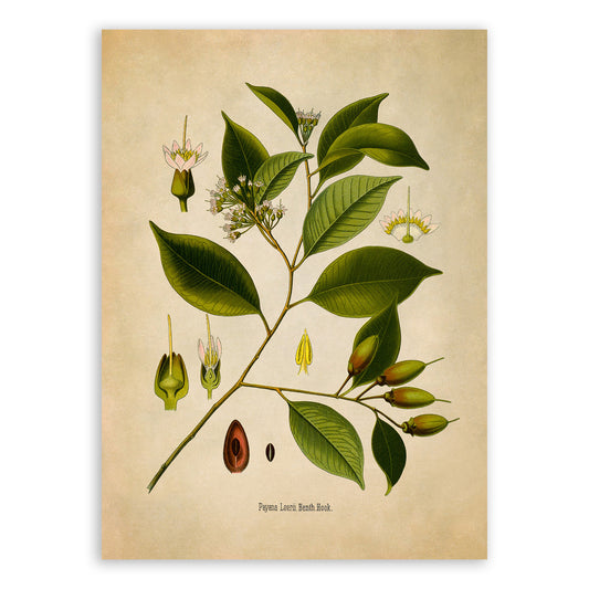 Payena Leerii Tree Botanical Illustration Print, MOBO205