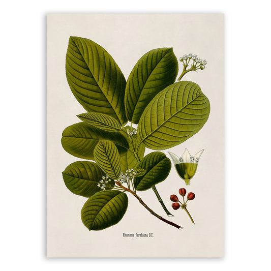 Cascara Buckthorn Tree Botanical Illustration Print, MOBO206