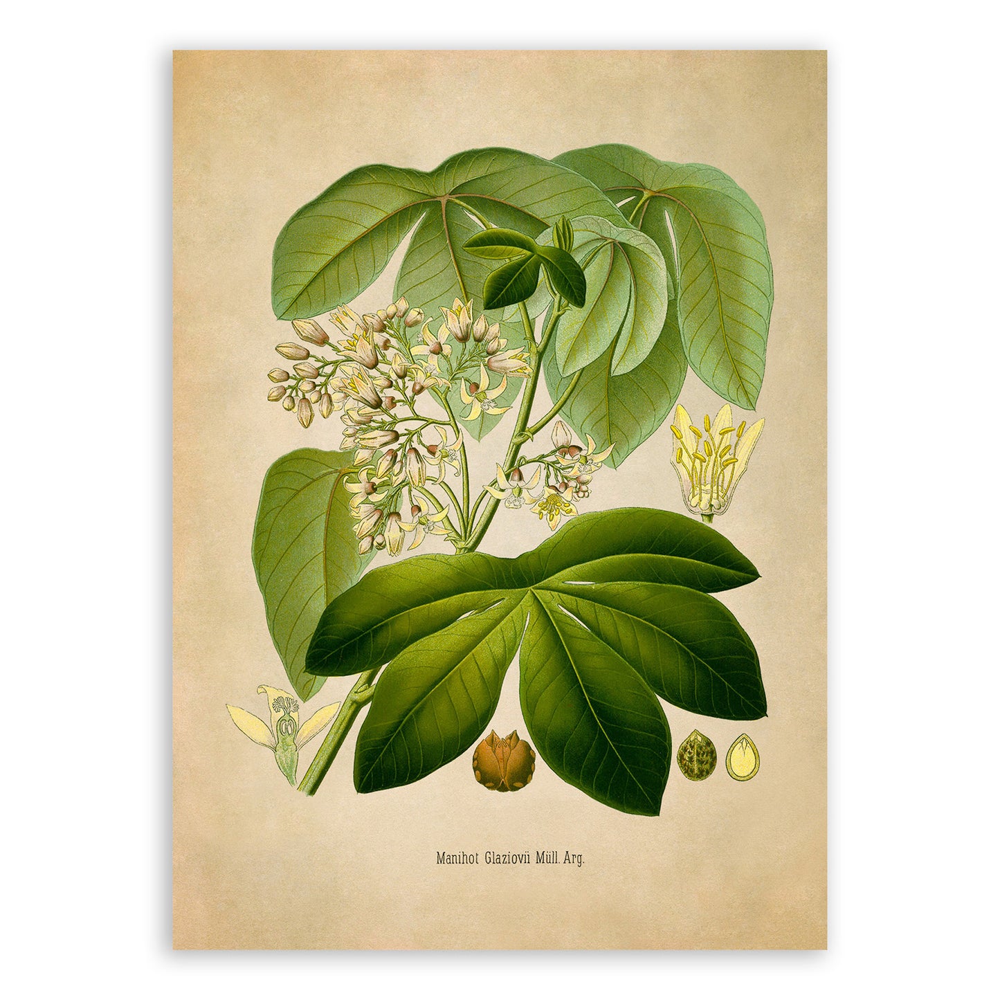 Ceara Rubber Tree Botanical Illustration Print, MOBO207