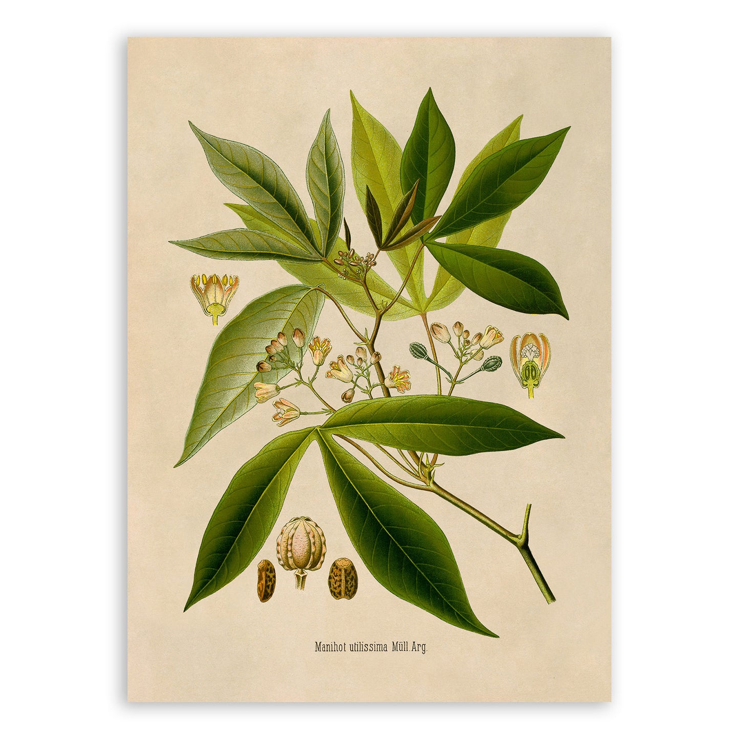 Cassava Plant Botanical Illustration Print, MOBO208