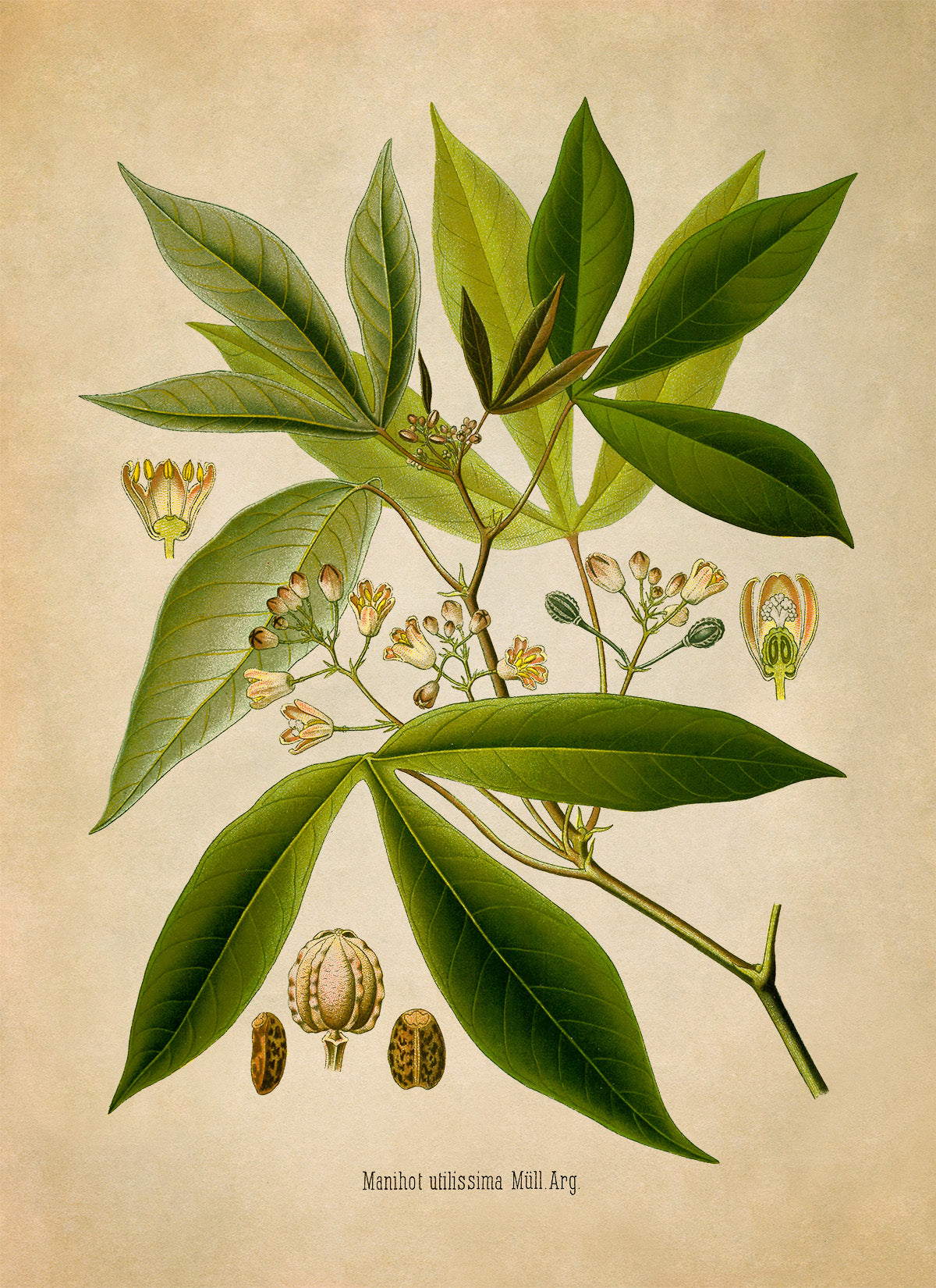 Cassava Plant Botanical Illustration Print, MOBO208