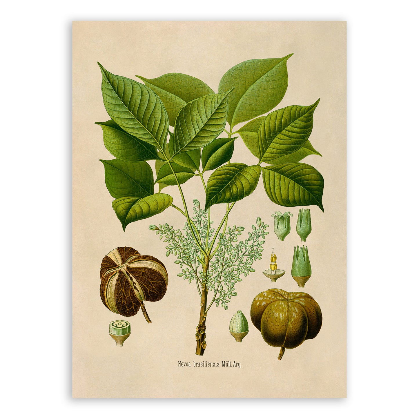 Para Rubber Tree Botanical Illustration Print, MOBO209