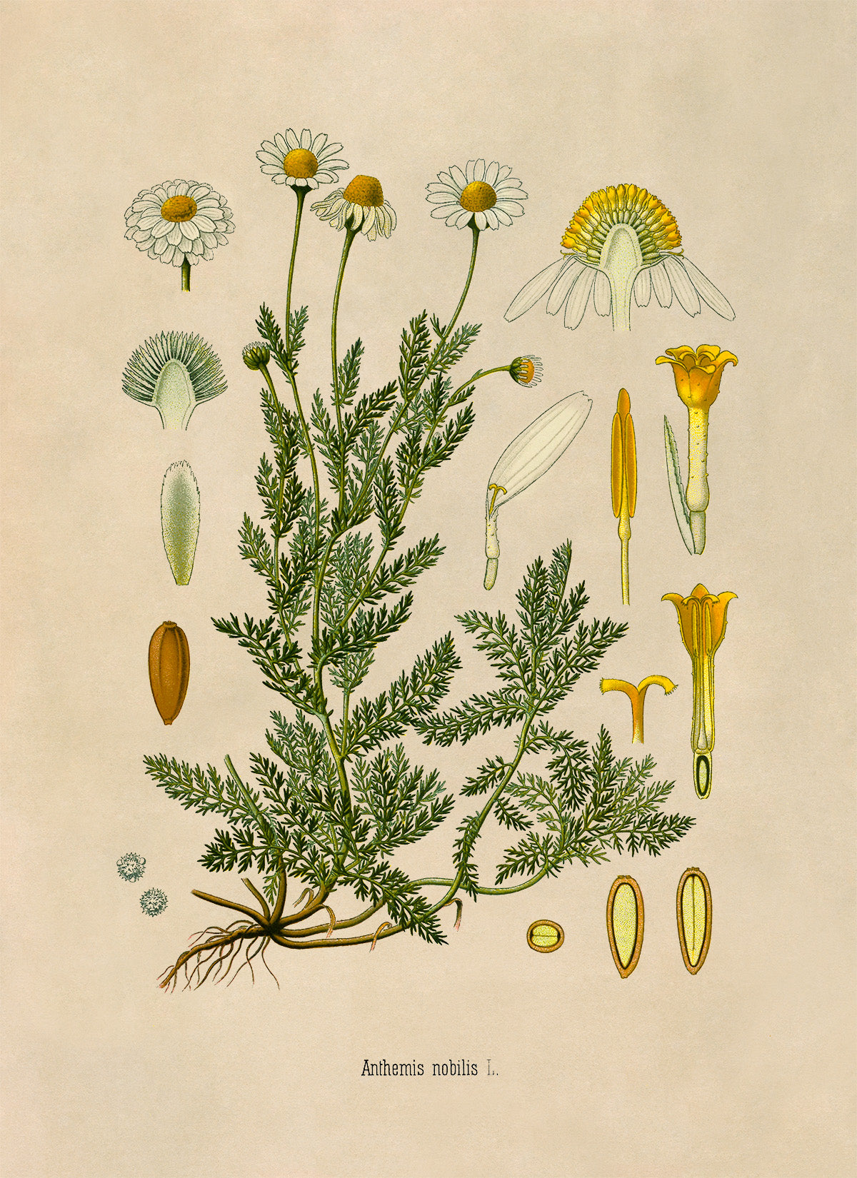 Chamomile Botanical Illustration Print, MOBO210